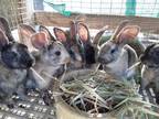 6 week old Harlequin Rabbits