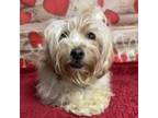 Adopt Cricket a Silky Terrier, Poodle