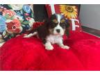 Cavalier King Charles Spaniel Puppy for sale in Fort Wayne, IN, USA