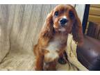 Cavalier King Charles Spaniel Puppy for sale in South Bend, IN, USA