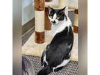 Adopt Tazzie a Domestic Short Hair