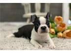 Boston Terrier Puppy for sale in Fort Wayne, IN, USA