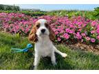 Cavalier King Charles Spaniel Puppy for sale in Fort Wayne, IN, USA