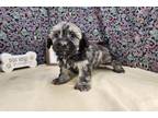 Havanese Puppy for sale in Springfield, MO, USA