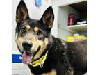 Adopt FeFe a German Shepherd Dog, Chow Chow