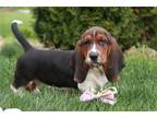 Basset Hound Puppy for sale in South Bend, IN, USA