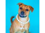 Adopt Tatiana a Terrier