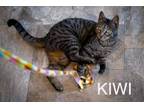 Adopt Kiwi (FCID# 03/19/2024 - 51 Trainer) a Tabby