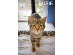 Adopt Susie (FCID# 03/19/2024 - 52 Trainer) a Tabby