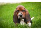 Basset Hound Puppy for sale in South Bend, IN, USA