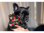 French Bulldog Puppy for sale in Fort Lauderdale, FL, USA