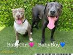 Adopt BABY GIRL a Pit Bull Terrier