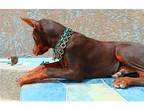 Doberman Pinscher Puppy for sale in Las Vegas, NV, USA