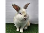 Adopt BunBun a Bunny Rabbit