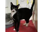 Adopt Maleficent a Tuxedo