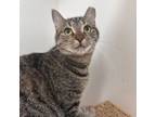 Adopt Ricki a Tabby