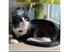 Adopt Wilma a Tuxedo