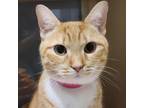 Adopt Sassyfras a Domestic Short Hair