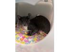 Adopt Kiara a Domestic Short Hair