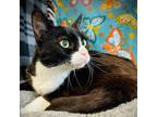 Adopt Blackie a Domestic Short Hair