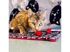 Adopt Noelle a Domestic Short Hair