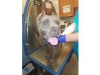 Adopt JADE a Pit Bull Terrier