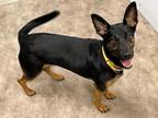 Adopt SMOOTHIE a German Shepherd Dog