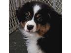 Miniature Australian Shepherd Puppy for sale in Blacksburg, SC, USA