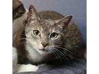 Adopt Hug Bug a Domestic Short Hair