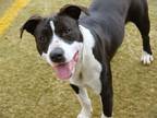 Adopt SPOOKY a American Staffordshire Terrier, Mixed Breed