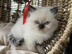 SOLD Ragdoll Chocolate Seal Female