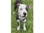 Adopt SKY a American Staffordshire Terrier