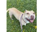 Adopt SHERRY a American Staffordshire Terrier
