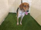 Adopt A1186129 a Treeing Walker Coonhound, Mixed Breed