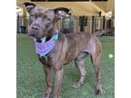 Adopt Coco Puff a Mixed Breed