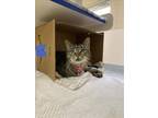 Adopt LIZA a Domestic Short Hair