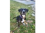 Adopt DAISY a Black and Tan Coonhound, Catahoula Leopard Dog
