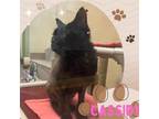 Adopt CASSIDY a Domestic Short Hair