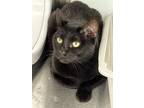 Adopt Octavia a Domestic Short Hair