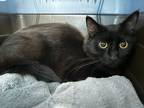 Adopt Moana a Domestic Short Hair