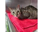 Adopt Omelet a Domestic Short Hair