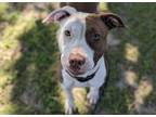 Adopt AINE a Pit Bull Terrier, Mixed Breed