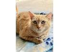 Adopt Ginger a Domestic Short Hair