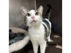 Adopt Daisy a Domestic Short Hair