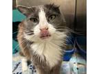 Adopt Benji a Domestic Medium Hair, Domestic Short Hair