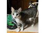 Adopt Rascal a Domestic Short Hair