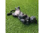 Adopt Cosmoplitan a Black Labrador Retriever