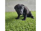 Adopt Pina Colada a Black Labrador Retriever
