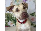 Adopt Laramie a Labrador Retriever, Mixed Breed