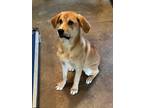 Adopt Olivia a Golden Retriever, Labrador Retriever